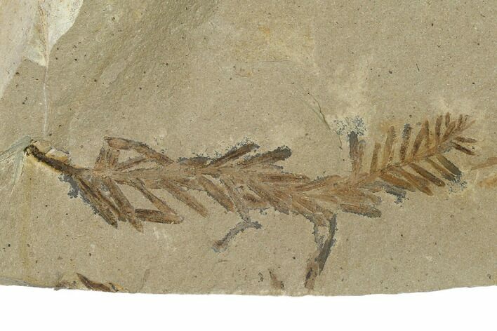Dawn Redwood (Metasequoia) Fossils - Montana #165250